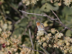 Stegnosperma halimifolium