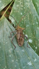 Aspilosterna albovittata