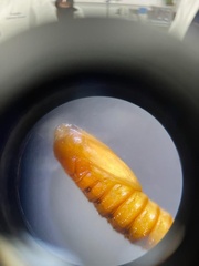 Lepidoptera