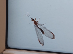 Nymphes