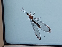Nymphes