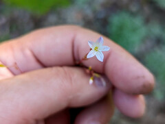 Montia parvifolia