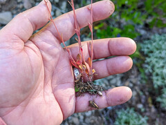 Montia parvifolia