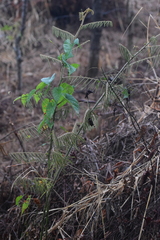 Mimosa pigra image