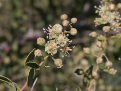 Stegnosperma halimifolium