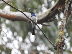 Myiagra cyanoleuca