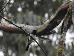 Myiagra cyanoleuca