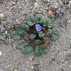 Phacelia campanularia campanularia