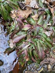 Micranthes micranthidifolia