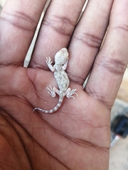 Ptenopus garrulus maculatus