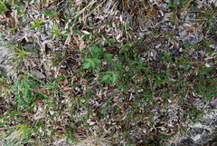Magadania olaensis