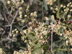 Stegnosperma halimifolium