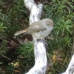 Acanthiza pusilla diemenensis