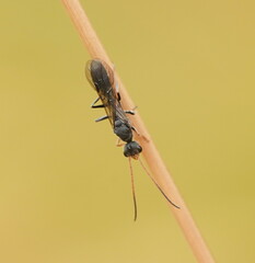 Myrmecia
