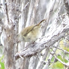 Acanthiza pusilla diemenensis