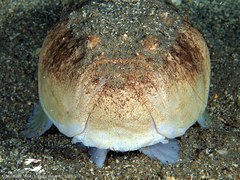 Uranoscopus scaber