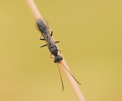 Myrmecia