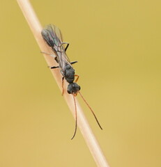 Myrmecia
