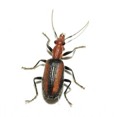 Drypta australis