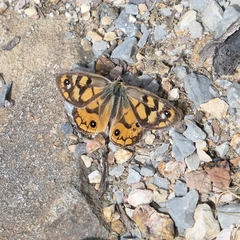 Heteronympha penelope