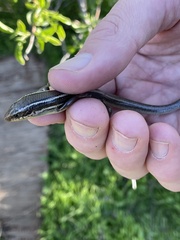 Plestiodon skiltonianus skiltonianus