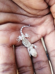 Ptenopus garrulus maculatus