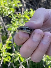 Plestiodon skiltonianus skiltonianus