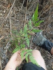 Pteris macilenta