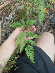 Pteris macilenta