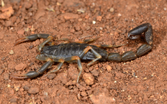 Uroplectes triangulifer marshalli