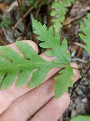Pteris macilenta