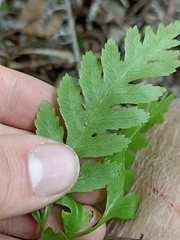 Pteris macilenta