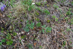 Magadania olaensis