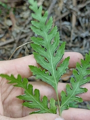 Pteris macilenta