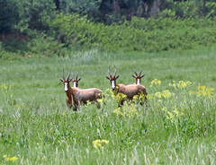 Damaliscus pygargus phillipsi