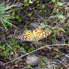 Heteronympha penelope