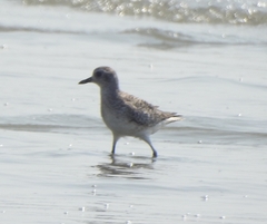 Pluvialis squatarola