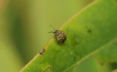 Bruchinae