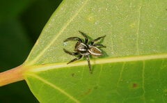 Carrhotus viduus
