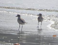 Pluvialis squatarola