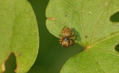 Carrhotus viduus