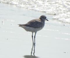 Pluvialis squatarola