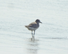 Pluvialis squatarola