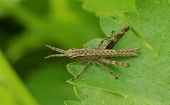 Pyrgomorphidae