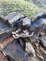 Auricularia mesenterica