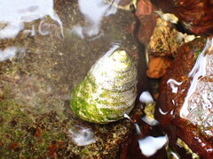 Austrocochlea constricta