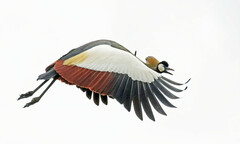 Balearica regulorum regulorum