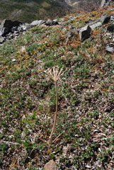 Magadania olaensis