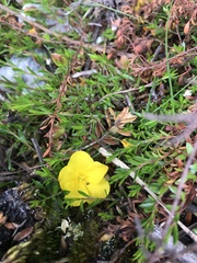 Hibbertia procumbens