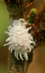 Monophlebidae